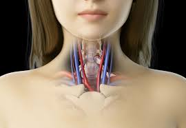 The main ones draining these two regions are the Internal Carotid Artery Anatomy Function Significance