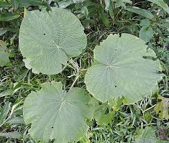 Image result for Piper umbellatum