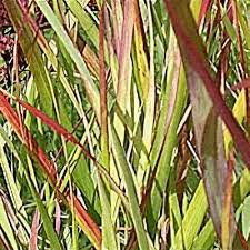 Image result for Panicum brazzavillense