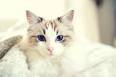 11 Gorgeous Grey and White Cat Breeds: With Pictures ...