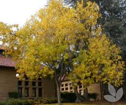 Image result for Fraxinus velutina