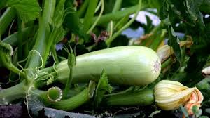 It usually gives great yields too. Harvested Ripe Zucchini In The Stock Footage Video 100 Royalty Free 10742174 Shutterstock
