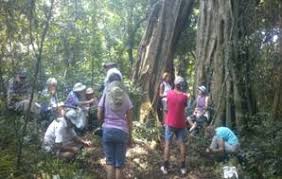 Image result for Bersama swynnertonii