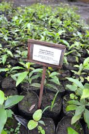 Image result for Diospyros abyssinica