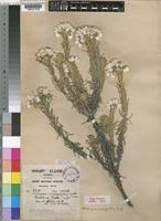 Image result for Helichrysum argyranthum