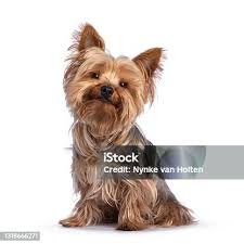 Image result for white yorkshire terrier