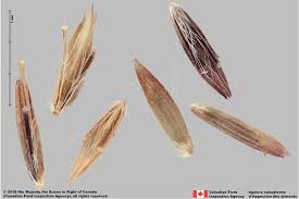 Image result for Bothriochloa bladhii