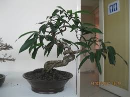 Maybe you would like to learn more about one of these? How To Grow Manggo Bonsai Tree Youtube