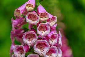 Foxglove plants are biennials or short lived perennials. Tips On How To Deadhead Foxglove Plants Garden Lovers Club