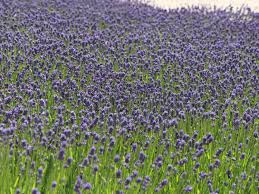 Die zeit kann je nach wetterbedingungen unterschiedlich sein. Lavendel Hidcote Blue Strain Beste Sorten Stauden Wissen