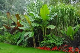 Der Garten Von Eaden Cold Hardy Exotische Pflanzen Fur Diesen Tropischen Garte Diesen Tropical Garden Plants Tropical Garden Design Tropical Landscaping