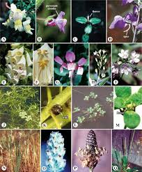 Image result for Scrophulariaceae