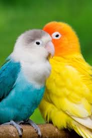 Love Birds Wallpaper Android Iphone Pet Birds Animals Beautiful Animals