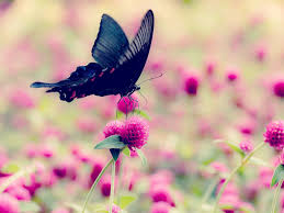 We did not find results for: Understanding The Fear Of Butterflies And Moths