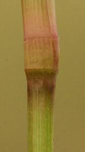 Image result for Panicum subalbidum