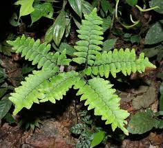 Image result for Adiantum soboliferum