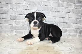 Browse thru thousands bogle dogs for adoption near in usa area listings on puppyfinder.com to find your perfect match. Boggle Puppies Monroeville Pa Petland Monroeville