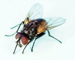 Image of Housefly