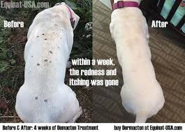 Pitbull Skin Problems Natural Remedy Equinat Usa Com Dog Skin Problem Dog Skin Allergies Dog Dry Skin