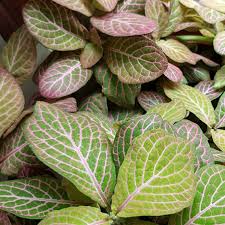 Fittonia argyroneura 'frankie' (pink nerve plant). Fittonia Verschaffeltii Pink Angel Pink Veined Nerve Plant Uploaded By Plantobsessions