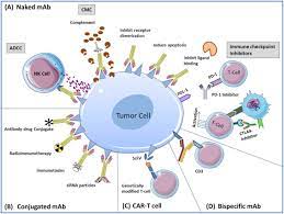 Patients meeting criteria for treatment with monoclonal antibody will also meet criteria for medical isolation. Targeted Therapies In Hematological Malignancies Using Therapeutic Monoclonal Antibodies Against Eph Family Receptors Experimental Hematology
