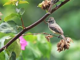 Image result for Teramnus uncinatus