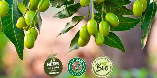 Donde Comprar Aceite De Neem Barato Entra Y Te Lo Cuento