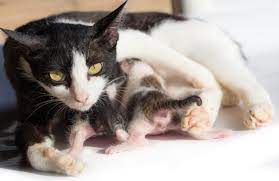 Fasa 1 proses pembiakan arnab 2 6 2020. 11 Ciri Ciri Kucing Mau Melahirkan Penjelasan Lengkap