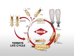 And like carpenter ants, termites burrow into wood, making them the enemy of your home's wood frame. Termite Life Cycle Lifespan How Long Do Termites Live