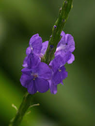 Image result for Stachytarpheta indica