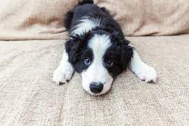 Border Collie Puppy Going Crazy Solved Houndgames