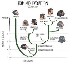 Hominid Timeline Human Evolution Human Evolution
