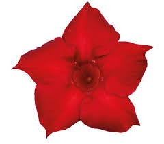 Брюс уиллис, джон малкович, морган фриман и др. Mandevilla Sundaville Red Mandevillashop Com