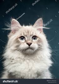 163,050 imágenes, fotos de stock, objetos en 3D y vectores sobre Neva gates 