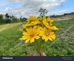 Image result for Aspilia mossambicensis