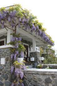Wisteria On Front Porch Cottage Garden Backyard Garden Layout Backyard Garden