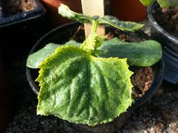 Check spelling or type a new query. Cucumber Seedling The Difference Between Cucumber Courgette And And Squash Seedlings Cucumber Seedlings Cucumber Plant Seedlings