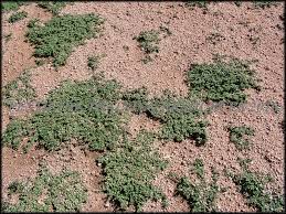 Image result for Guilleminea densa