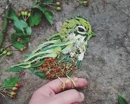 Painted Bunting Celebration: A Day of Art & Nature