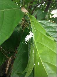 We did not find results for: Mealybug Destroyer Project Noah