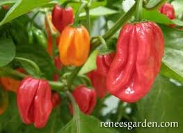 Very pretty and productive, the red savina is the former hottest pepper in the world. Red Savina Seed Starting Mix Seed Starting Seedlings