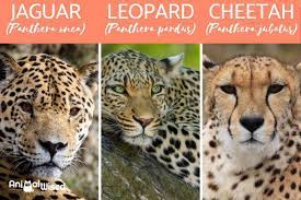 It is exclusively a new world cat. Differences Between A Jaguar Vs Cheetah Vs Leopard Diet Habitat Reproduction More