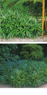 The etymological root of the binomial name sasa is from the japanese name for certain dwarf bamboos. Bambus Sasa Tsuboiana