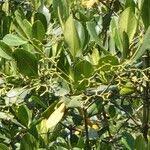 Image result for Rhizophora racemosa