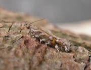 Image result for Ericinella