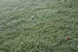 Pas envie de tondre votre pelouse ? Tondre La Pelouse En Hiver Tondre En Hiver