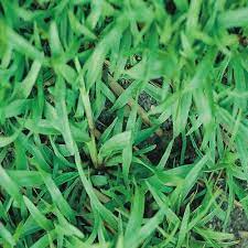Browse by colour, size, & more. Amazon Com Carpetgrass Seeds Coated 2 Lbs Carpet Grass Seed Garden Outdoor