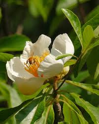 Image result for Limosella grandiflora