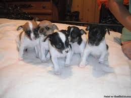Its body is compact but meaty. 6 Full Blooded Rat Terrier Puppies For Sale To Good Home Price 100 125 For Sale In New Albany Indiana Best Pets Online