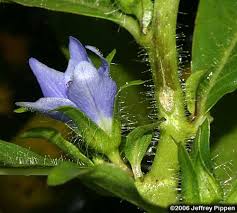 Image result for Hydrolea brevistyla